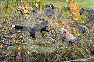 Skulk of Foxes Vulpes vulpes Run About on Island Autumn