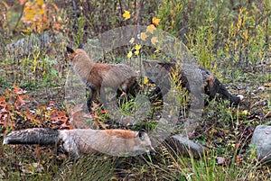 Skulk of Foxes Vulpes vulpes Watch on Weedy Autumn Island