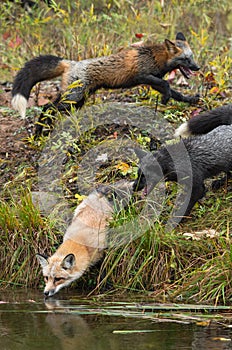 Skulk of Foxes Vulpes vulpes at Waters Edge Autumn