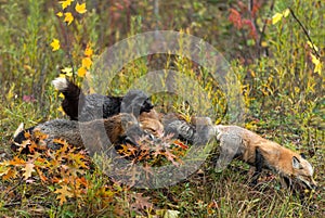 Skulk of Red Fox Vulpes vulpes Come Together on Island Autumn