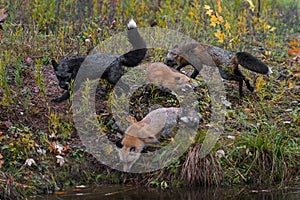 Skulk of Red Fox Vulpes vulpes Run Around Together at Waters Edge Autumn