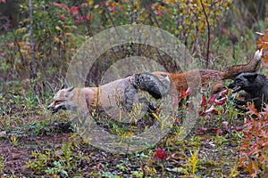 Skulk of Red Fox Vulpes vulpes Runs Left Autumn