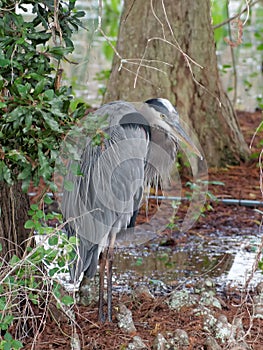 Skulking About