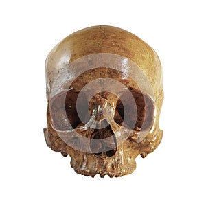 Skull