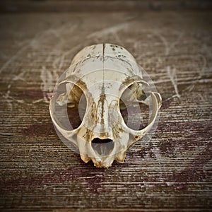 Skull