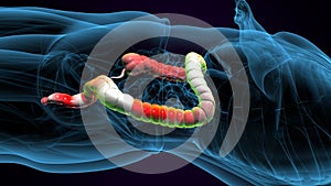 male digestive system inner parts anatomy. 3d render