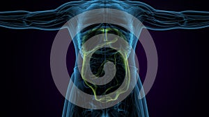 male digestive system inner parts anatomy. 3d render