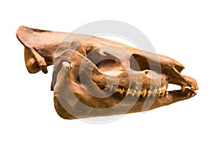 The skull of Anchitherium Latin: Anchitherium sp. is isolated on a white background. Paleontology Late Pliocene