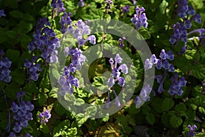 Skull cap flowers photo