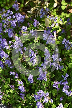 Skull cap flowers photo