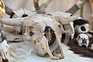 Skull cloven-hoofed