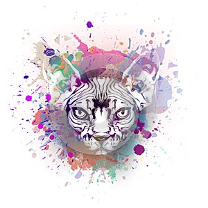 Sphynx cat in colorful paint splashes, paint splashes art design