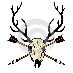 Skull of deer with arrow in head. Hunting trophy with horns