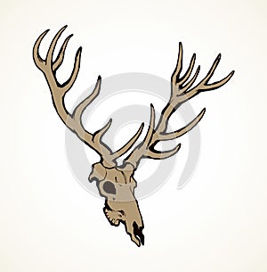 Skull of deer. Vector drawing