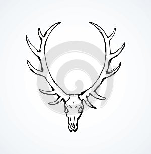 Skull of deer. Vector drawing