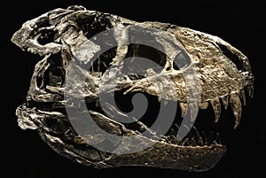 A skull of a dinosaur