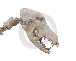 Skull of a dog isolated.