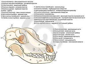 The skull of a dog. Structure of the bones of the head, anatomical design. In Russian and Latin photo