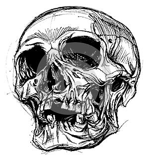 Skull Drawing line work vector