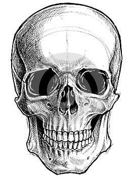 Skull Drawing line work vector.