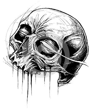 Skull Drawing line work vector.