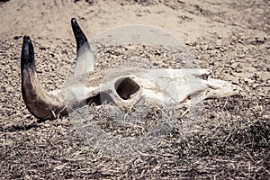 Skull in the dust