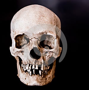 Skull facing straight close up