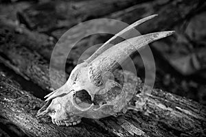 The skull of a goat on rotting logs black and white close up