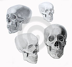 Skull graphics illustration