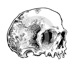 Skull Head vector file