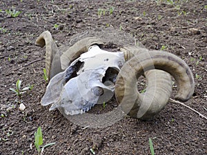 Skull and horns