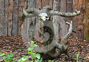 Skull with horns on a sawn tree