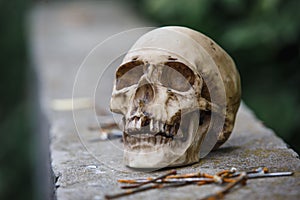 The skull of a man lies on a stone fence, close-up.