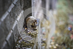 The skull of a man lies on a stone fence, close-up.