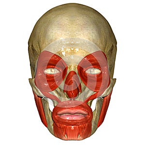 Skull with orbicularis oculi muscle