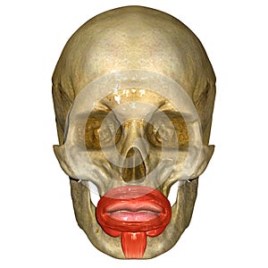 Skull with orbicularis oris muscle