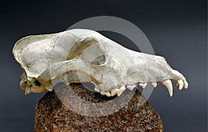 Skull of a predator