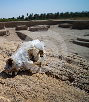 Skull of a predator on a rock in the desert