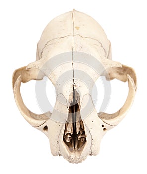 Skull of rodent animal