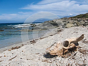 Skull in the sand photo