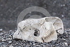 Skull of a seal