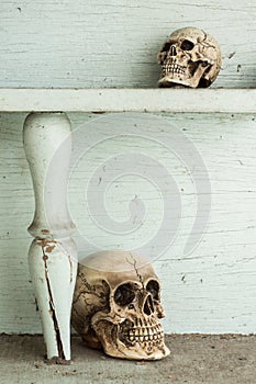 Skull on shelf