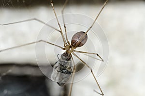 Skull spider with fly prey