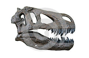 The skull of Torvosaurus large carnivore dinosaur from Jurassic Period