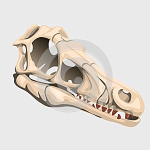 Skull of an unknown animal, ancient fossil