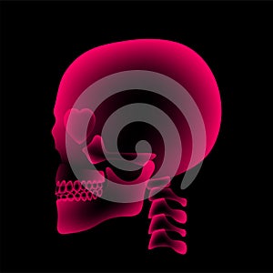 Skull X-ray with Heart eye symbol, love concept design, side view illustration