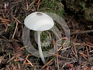 Skullcap Dapperling - Leucocoprinus brebissonii