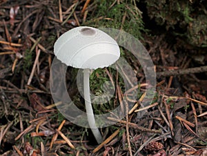 Skullcap Dapperling - Leucocoprinus brebissonii photo