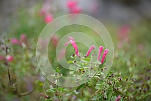 Skullcap, Scutellaria suffrutescens, rose-red flowers