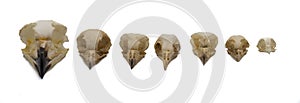 Skulls of owls, night raptors photo